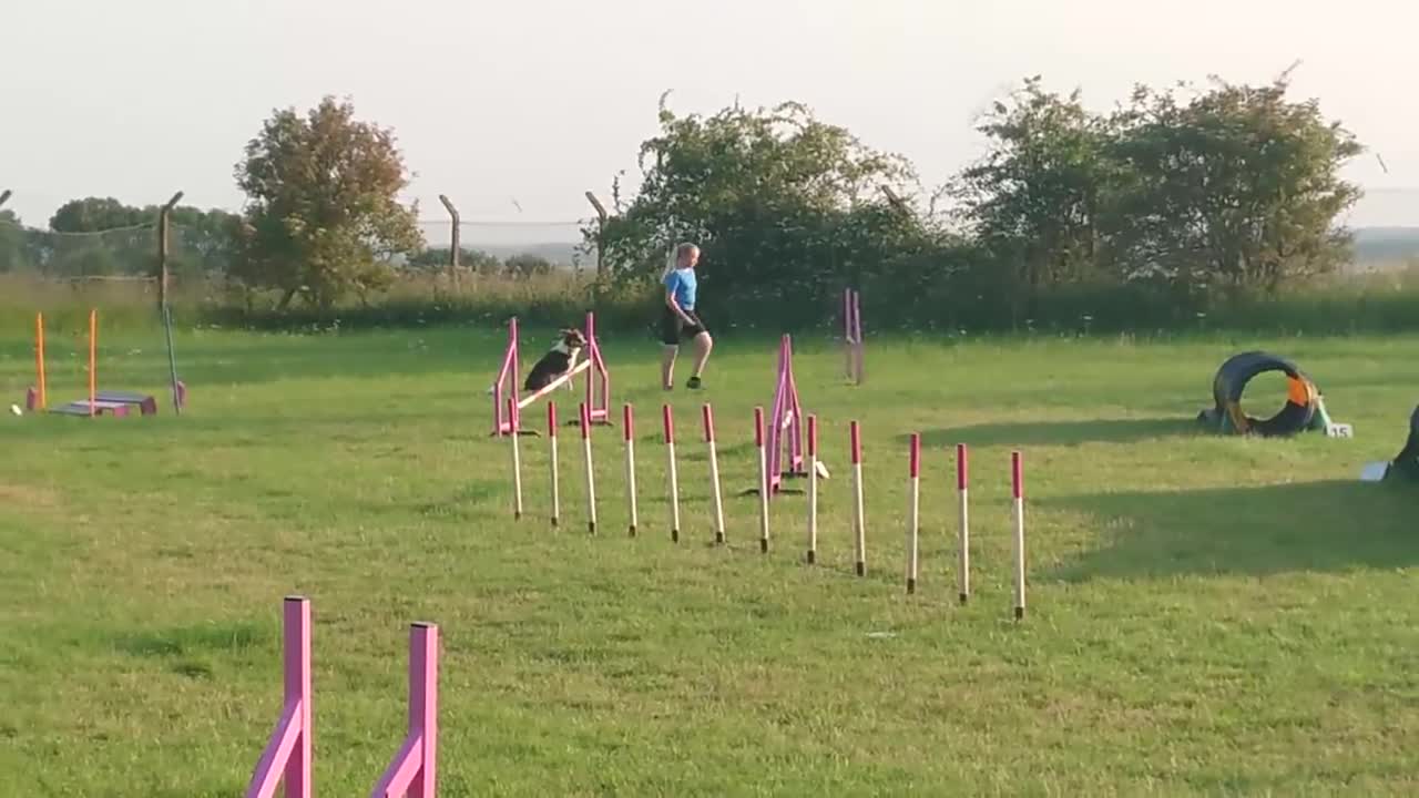 Active Dog During Agility Training With His Owner