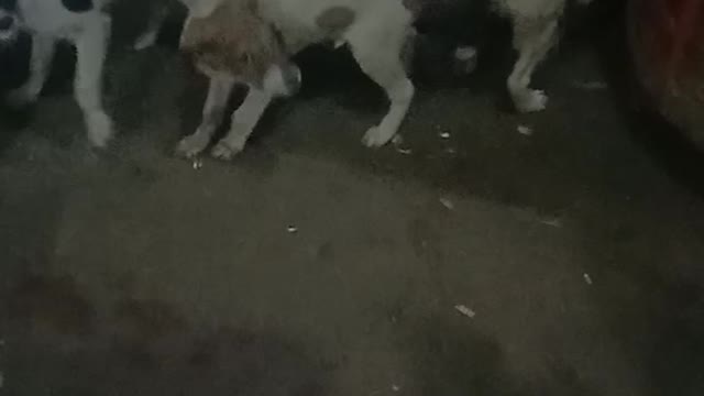 Little dogs funny