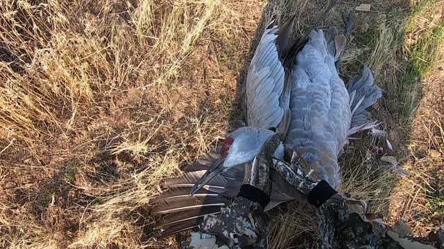 Sandhill Crane almost lands in my lap