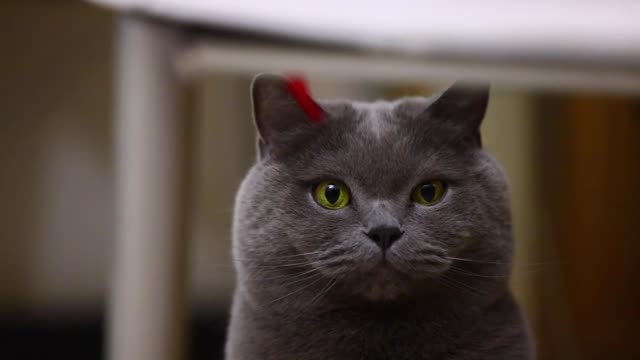 Gray cat winks at you