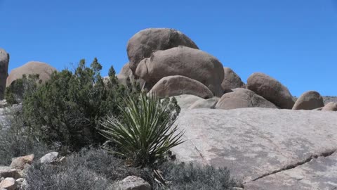 Joshua Tree National Park California with plants