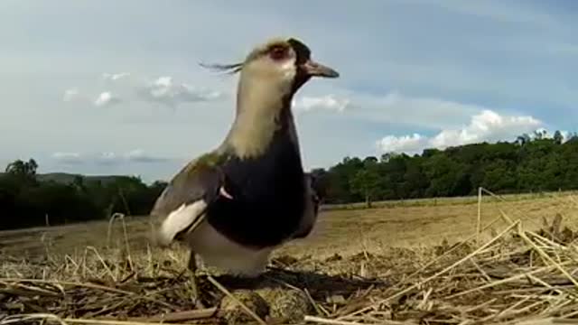 Mom Bird Protecting Her Nest