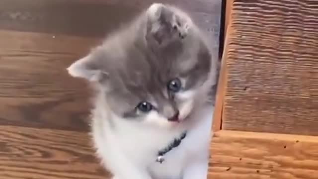 New Kittens vs Only Cat Child 😍