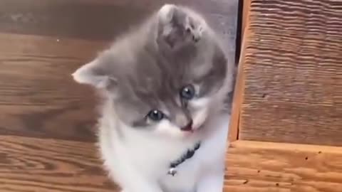 New Kittens vs Only Cat Child 😍