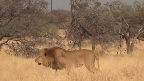 LIONS VS HYENAS - Clash of Enemies