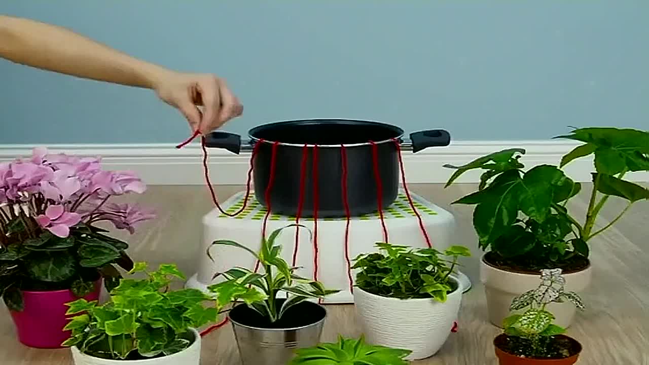 planttiktok lifehacks usefullifetips