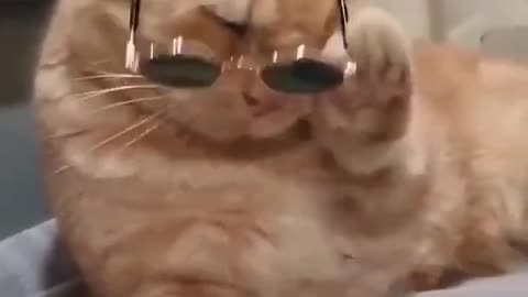 Cute cat video