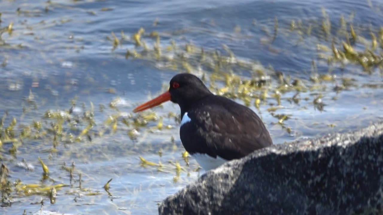 Oystercatcher