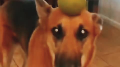 FUNNY AND COMEDY VIDEO 😂 😂