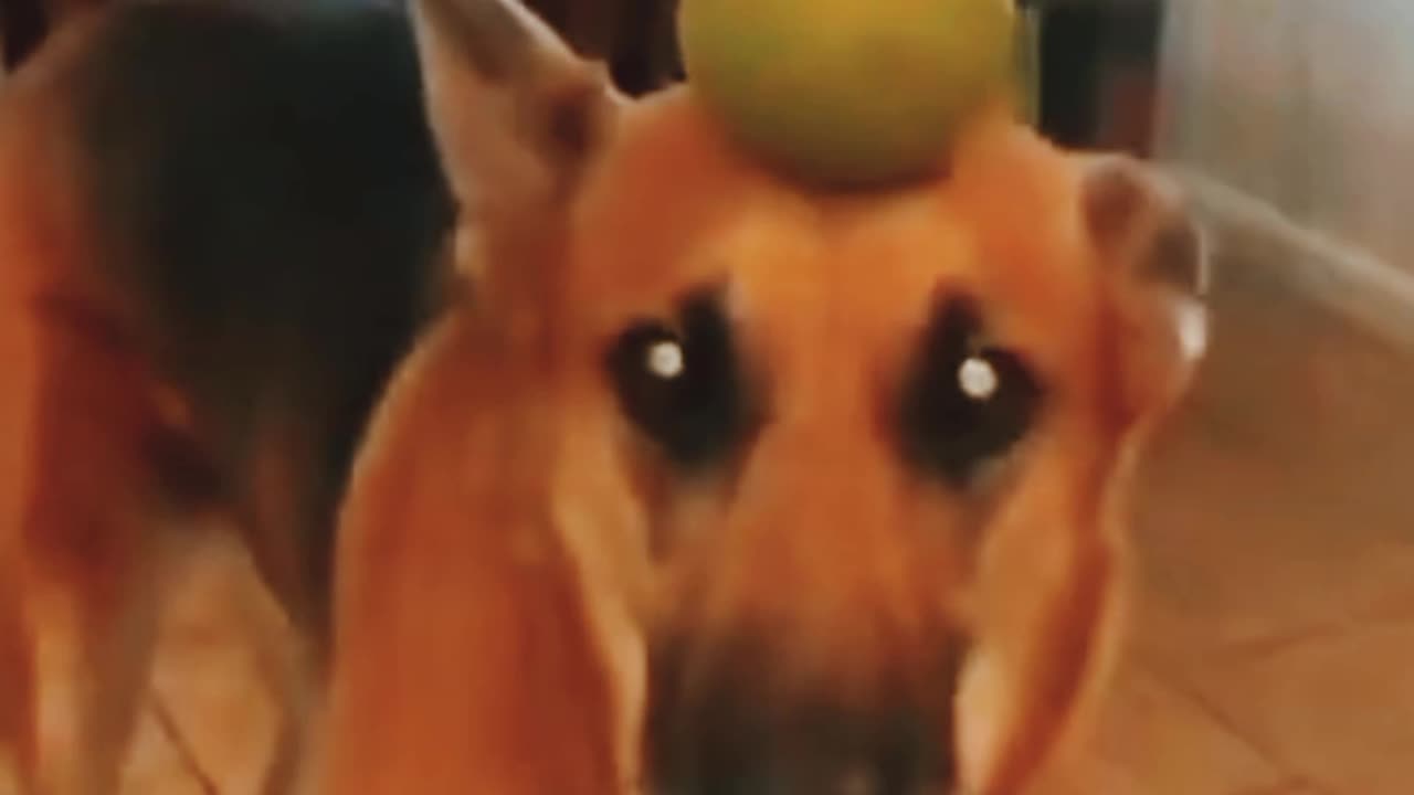 FUNNY AND COMEDY VIDEO 😂 😂