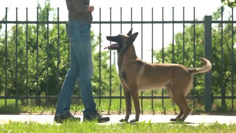 Dog training video