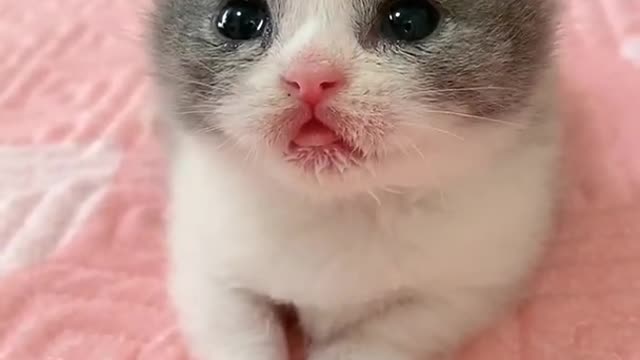 OMG So Cute Cats ♥ Best Funny Cat ❤️🐈Videos 2021 #shorts