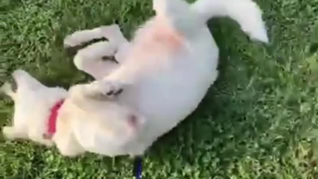 Taking a roll in the grass