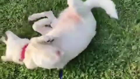 Taking a roll in the grass