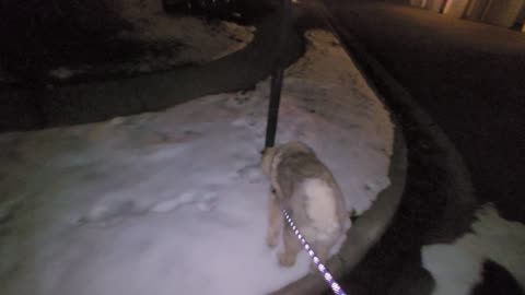 Pixie's 7th Day With Drew - Caucasian Ovcharka Dog - Caucasian Shepherd