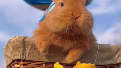 bunny flying