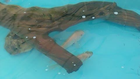 fish farming in pond with plastic tarp