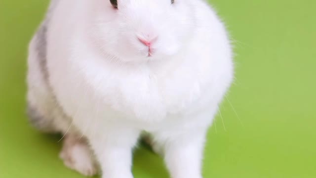 Animal sound(Rabbit) rabbit sound effect