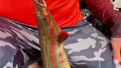 This is a beautiful and charming water-dwelling species