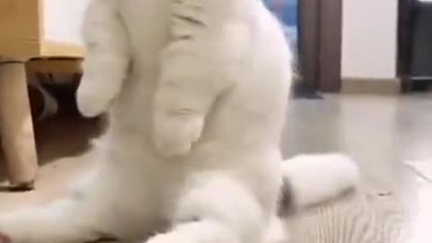 Cat loves to play fetch