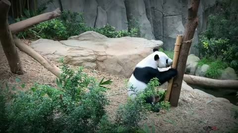 So cute baby panda eating . Panda funny videos. 2021