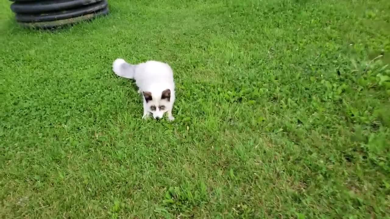 Luka fox acts silly when he finds out its grooming time!