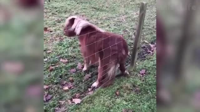 funny animal video 3