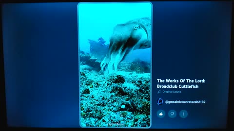 THE WORKS OF THE LORD: BROADCLUB CUDDLEFISH - @GMSAHDAWANRATAZAH2132