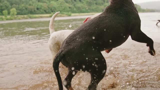 Two dogs playing in the river water.