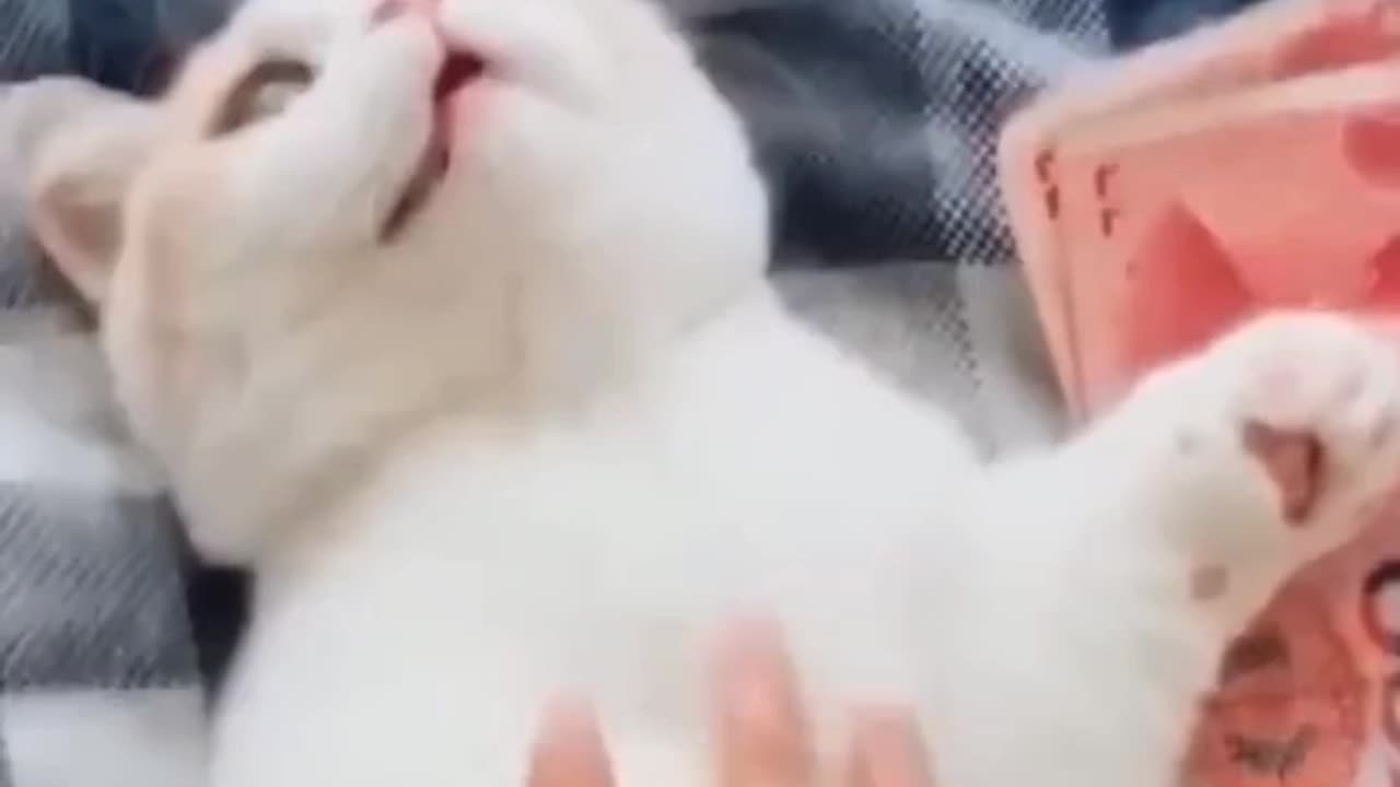 Cat play with girl