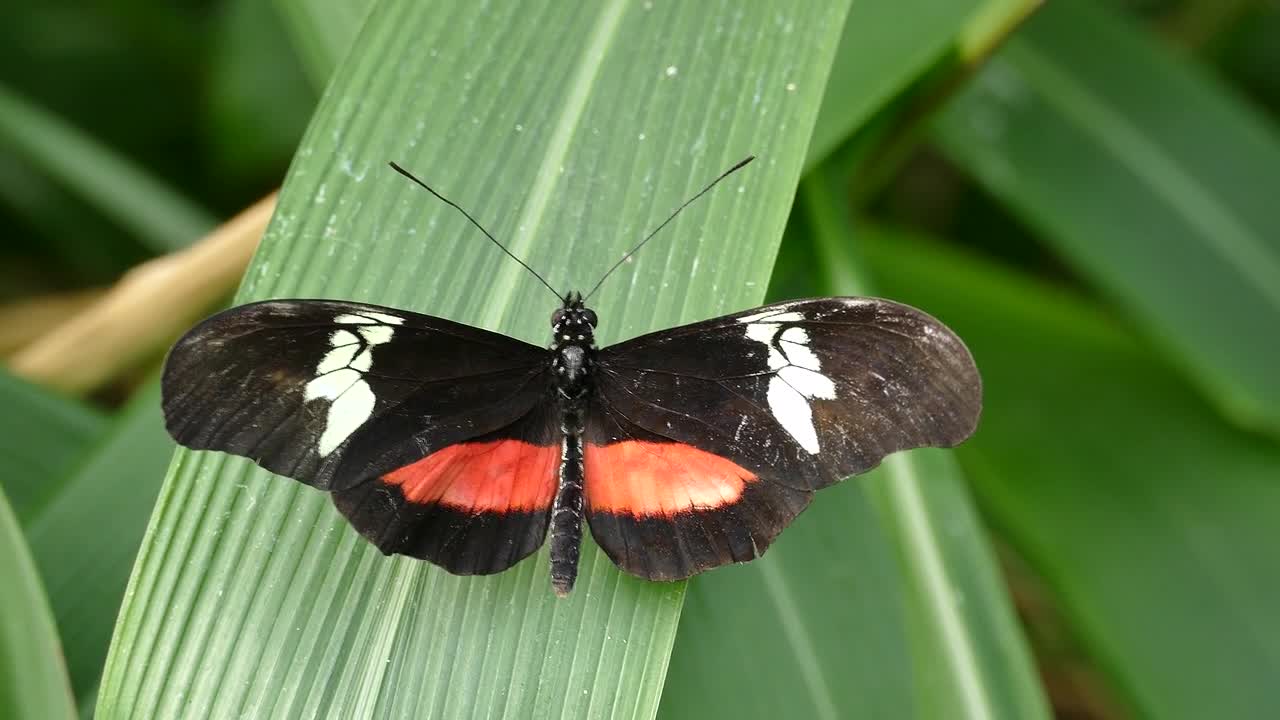 Butterflies Insect Butterfly Nature Spring Garden