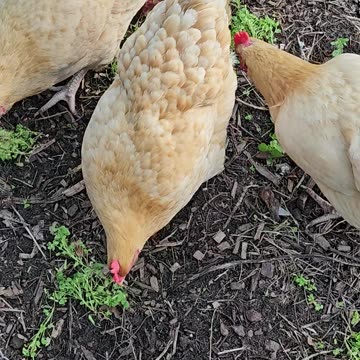OMC! Brownie, Whitey, and friends shred clover while looking adorable and precious!