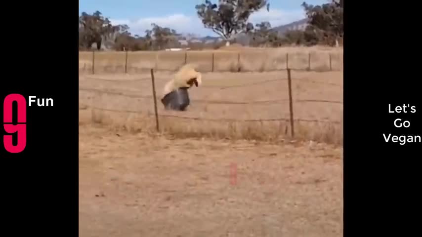 TRY NOT TO LAUGH 😆 Best Funny Videos Compilation 😂😁😆