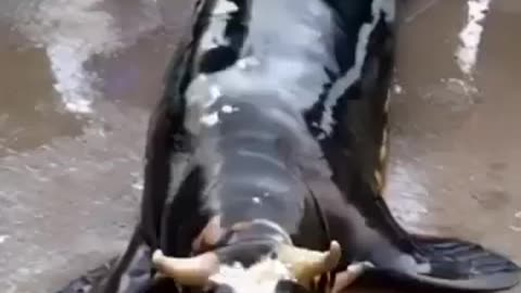 Unbelievable Sea Creature: Seal with a Cow's Head