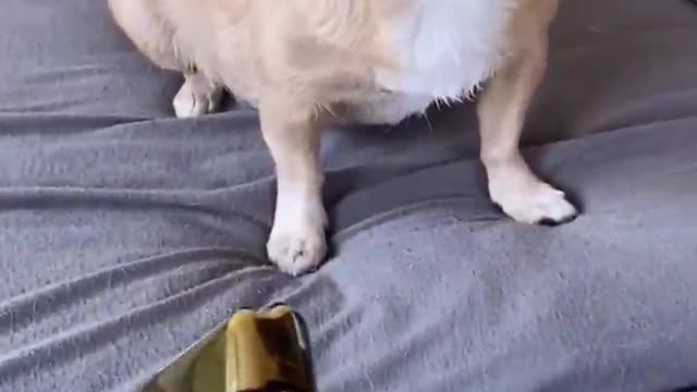 My Dog is Smarter than Husky and Chihuahua