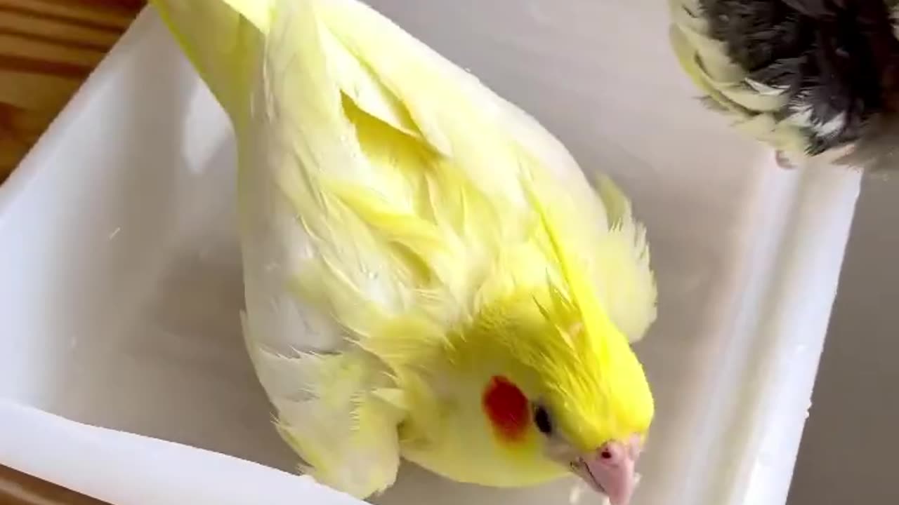 Very beautiful parrot couple bath time .best birds viral video