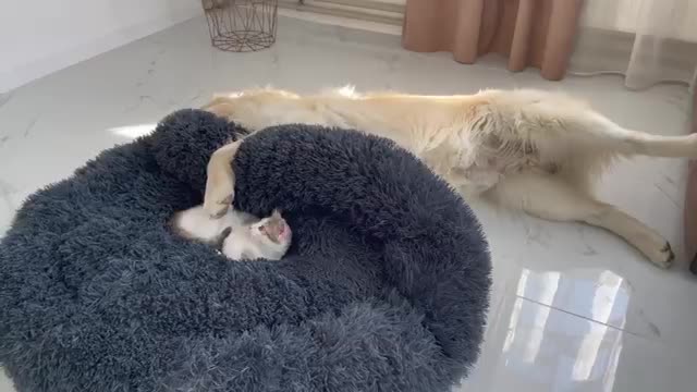 Golden Retriever is doing everything possible to remove the Kitten from his bed!