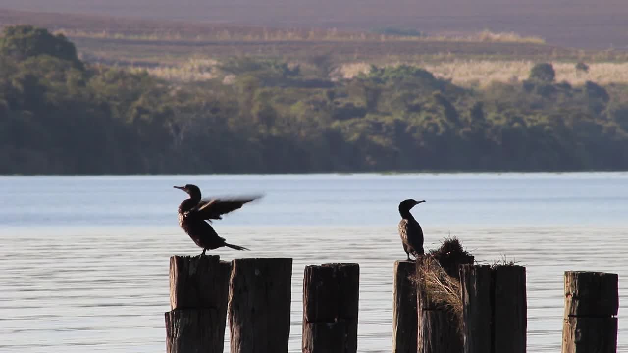 Nature Rio Animals Bird Water 🤩🤩🤩