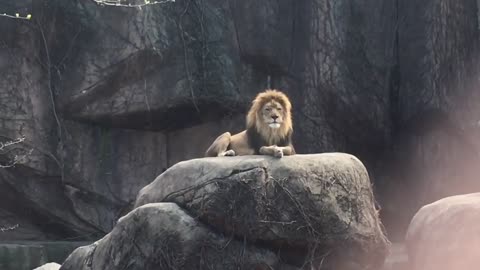 Epic Lion Roar at Lincoln Park