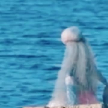 Real or fake? Coment