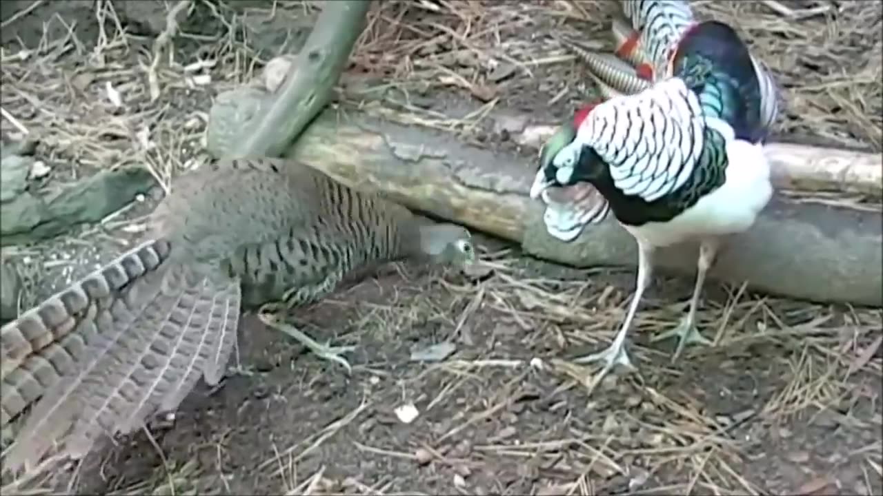 Beautiful Golden Pheasants and Wading Birds