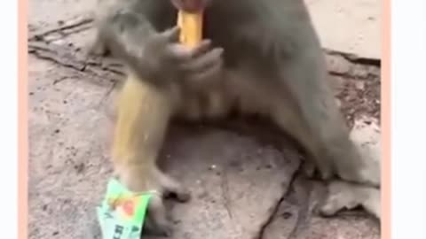 Brave monkey