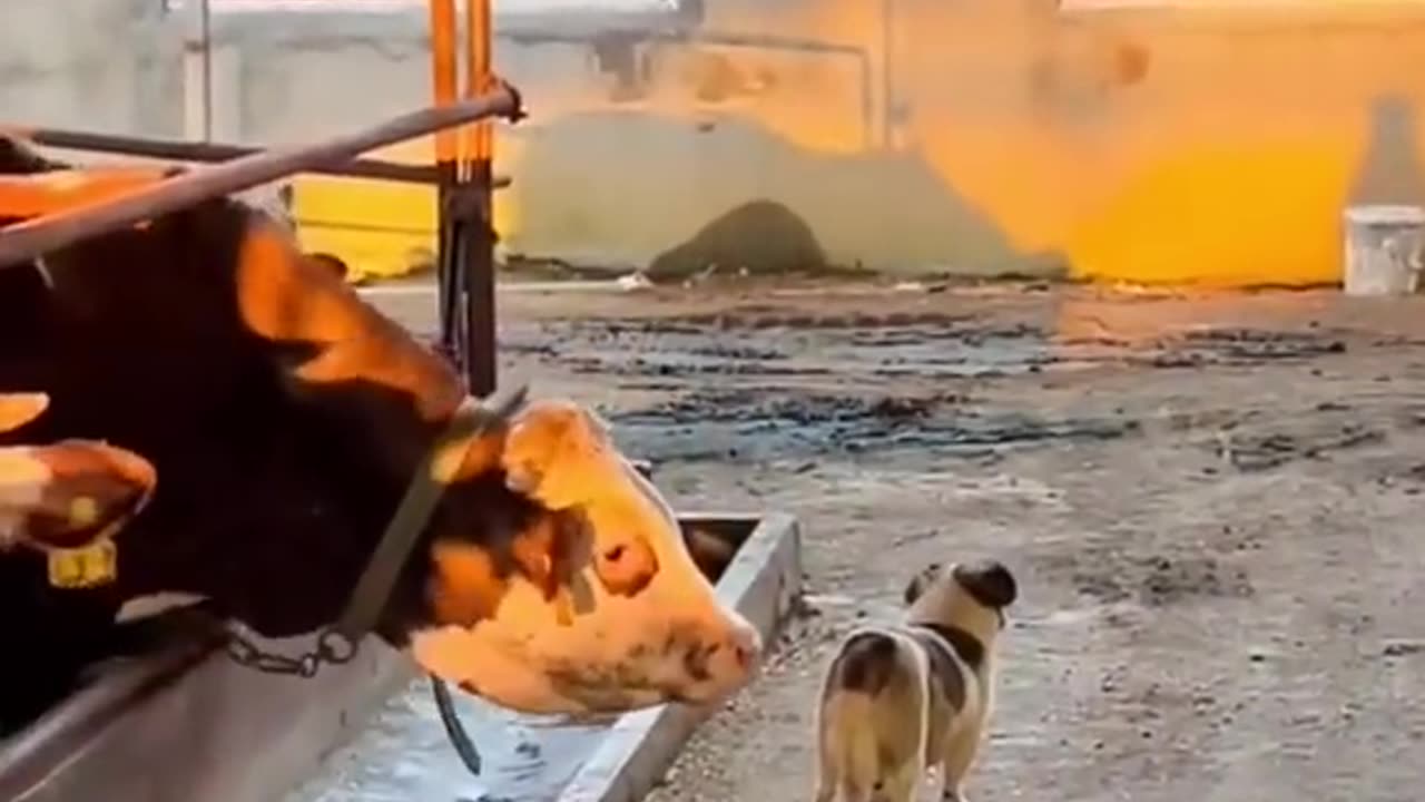 Funny Animal Video 2023