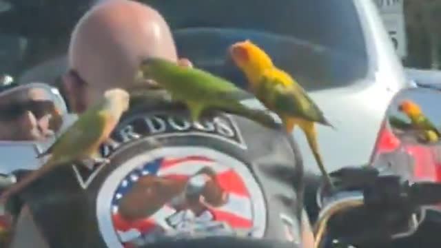 Guy Riding His Motorcycle with Parrots