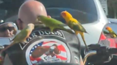 Guy Riding His Motorcycle with Parrots