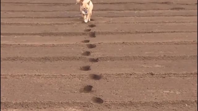 Footprints with no way back