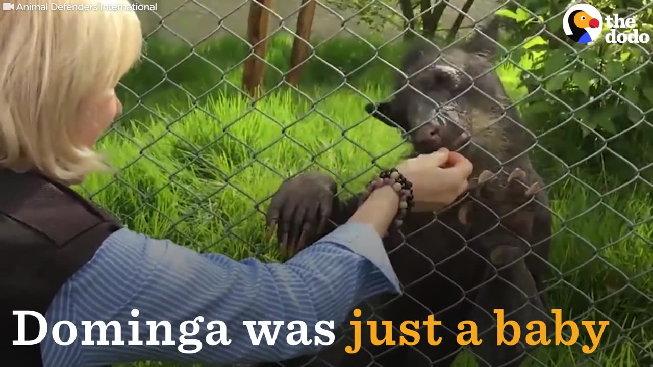 Bear Saved From Zoo Is Finally Happy Now