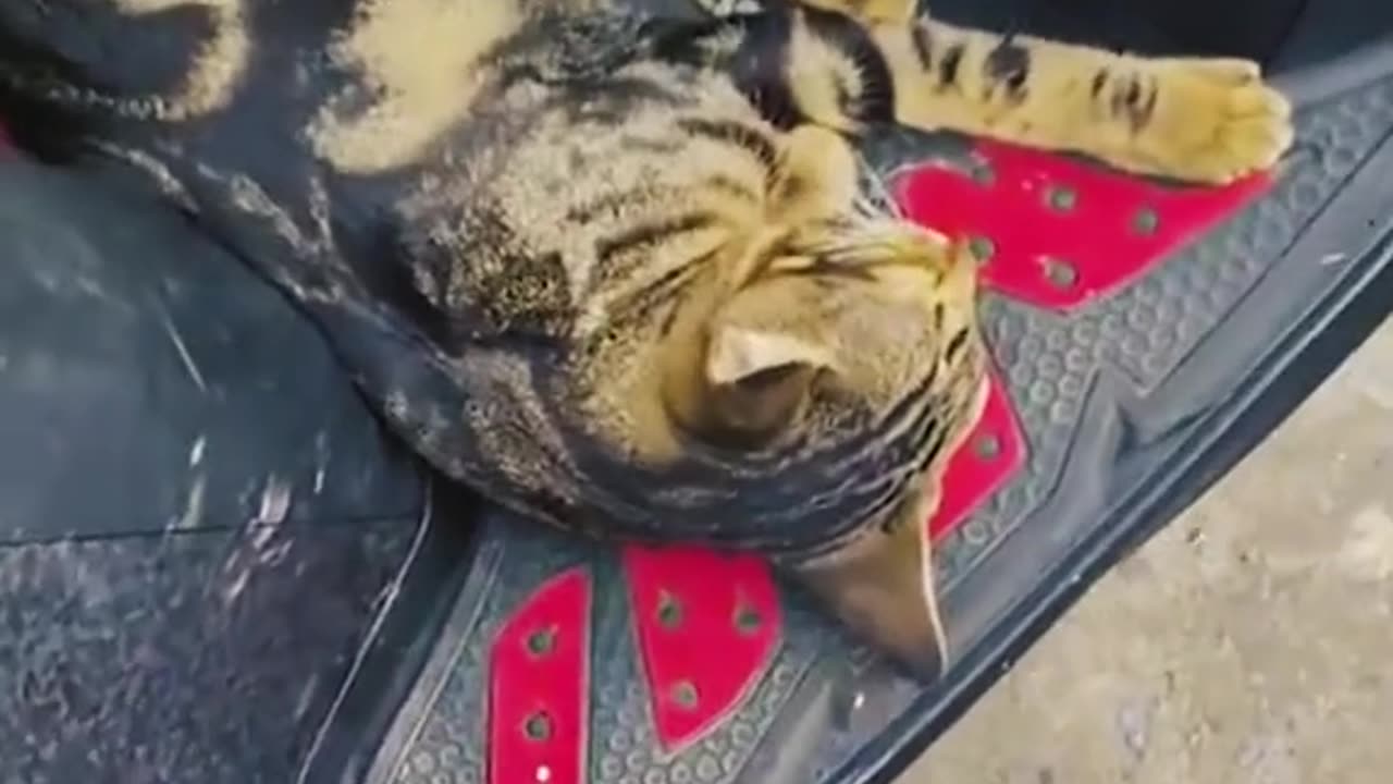 Funny cat video