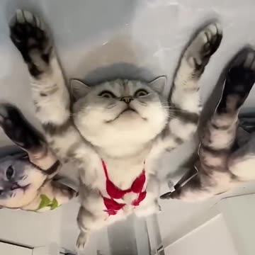 قط اخر وكت 😂💔