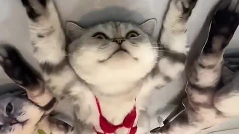 قط اخر وكت 😂💔